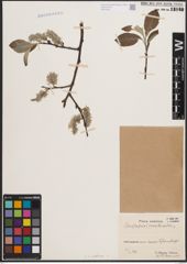 Foto von Salix coaetanea (Hartm.) Flod.